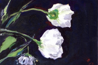 Weiße Blumen, Öl auf Malkarton,13 x 18 cm, 2024